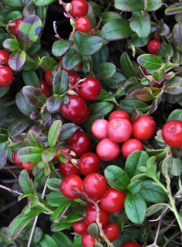 Annele Cranberry Queen-korvakorut